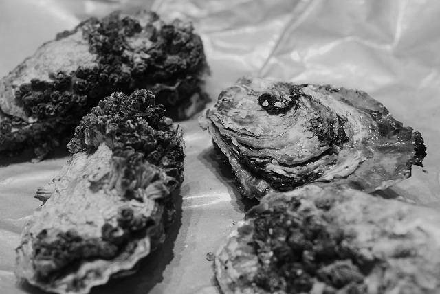 Oysters in their Shell